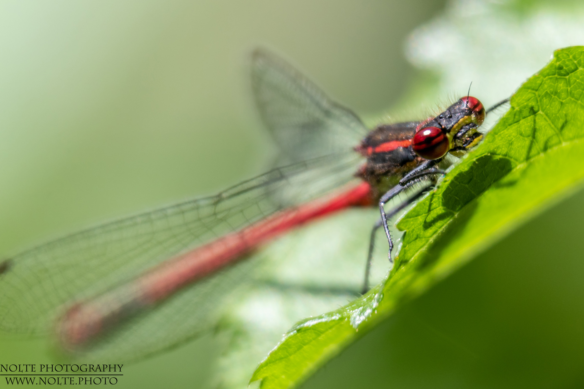 Rote Libelle